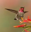 Alpine Hummingbirds-2910.jpg
